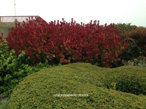 Leucadendron 'Jester' - mass